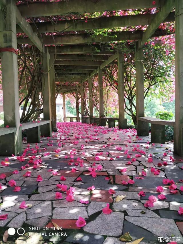 扦插|三角梅的养护大全摘光叶子，少浇水，使劲晒，开花爆满盆