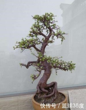 盆景|养金枝玉叶不能懒,耐心掌握4个“要点”,快速养成高颜值盆景