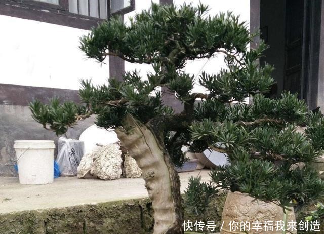 养3种“盆景树”,值钱又“镇宅”,比牡丹、绿萝好看,也好养!