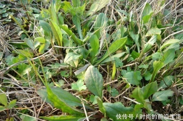 路边一种野菜,长在杂草中一点不起眼,人称“马兰头”,营养高