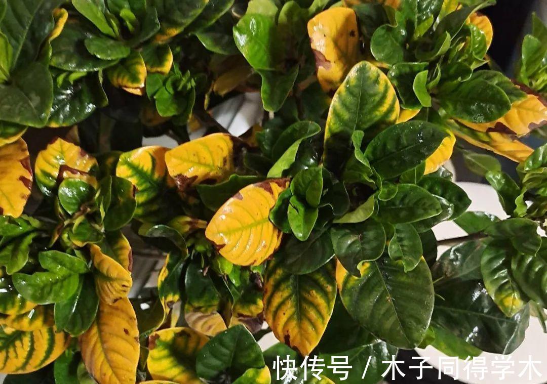 养花|新手养花“黑名单”,买了也养不活,谨慎买这些花