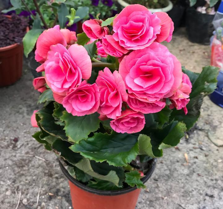 阳台上|6种“劳模花”,四季能开花,家里养一盆,赏花300天