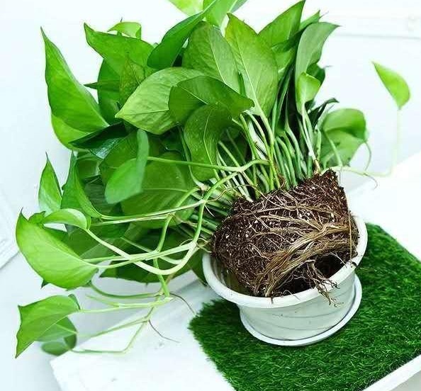 家里再有种“东西”可别扔,春天用来养花,透水又透气,好用!