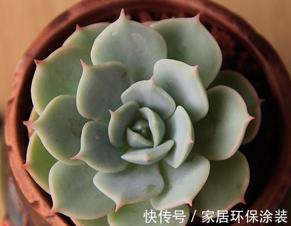 童话里走出来的多肉，就是你的王子，你细细体会