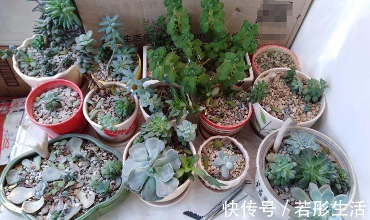 花盆|想给多肉提升颜值?挑选花盆注意这3细节,盆栽美美哒