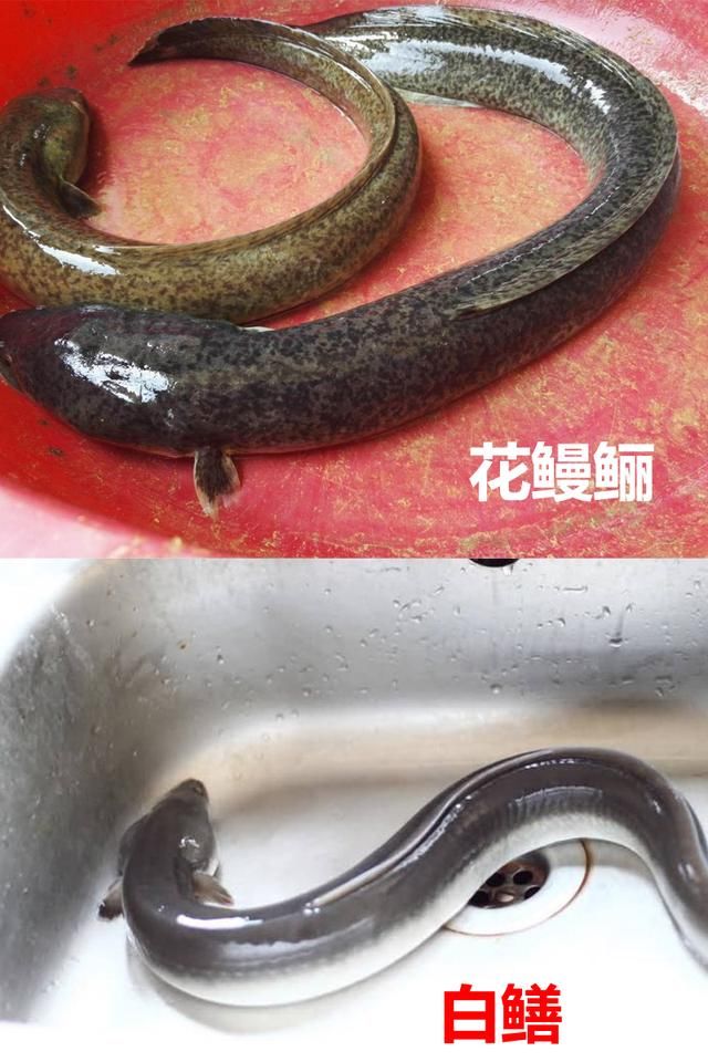 蓑笠哥|九成钓友都会把这几种鱼认错，和牢底坐穿鱼搞混就麻烦了