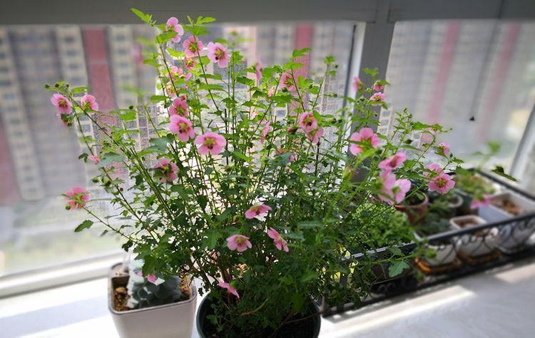 4种花漂亮又好养,比牡丹好看,花美色艳,花儿轻松开爆盆