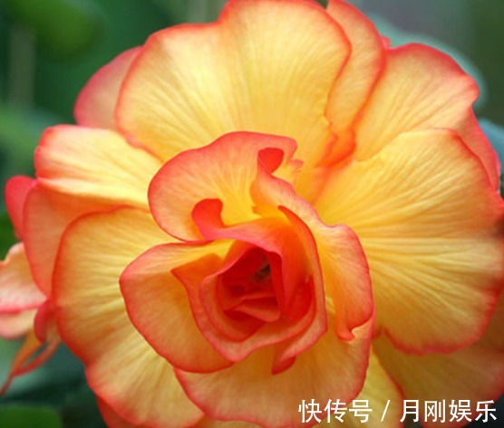 三季|家养“树中奇花”,花开似牡丹,更胜海棠花,花开三季、好养活