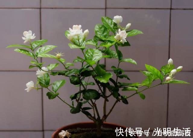 茉莉花|养茉莉花有5个常见问题，对于新手来说，避免才能花开不断不黄叶