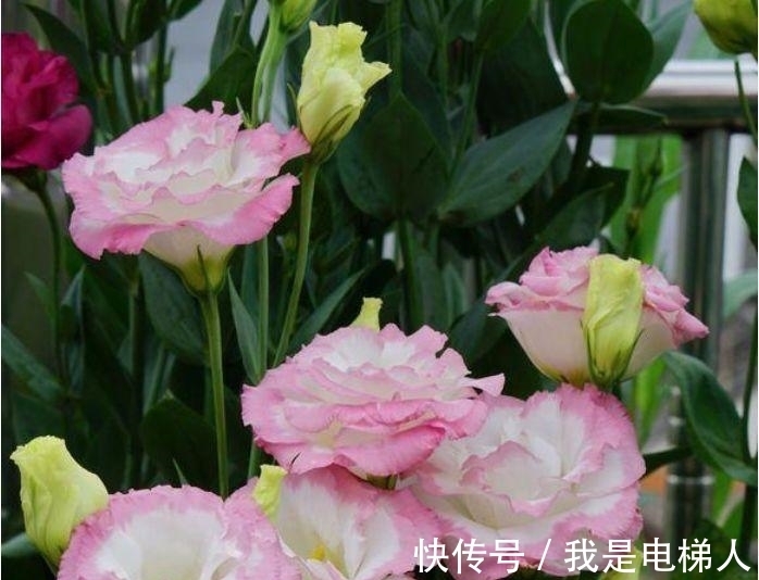 最适合新手养的4种花,沾土就能活,满树都是花朵,漂亮极了