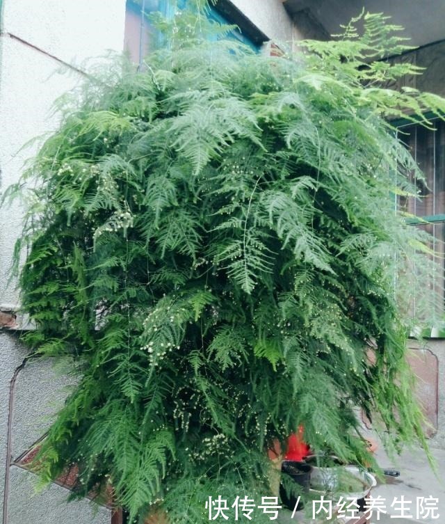 张大爷家文竹养6年,长到1米5,变成粗壮、翠绿盆栽,年年开花!