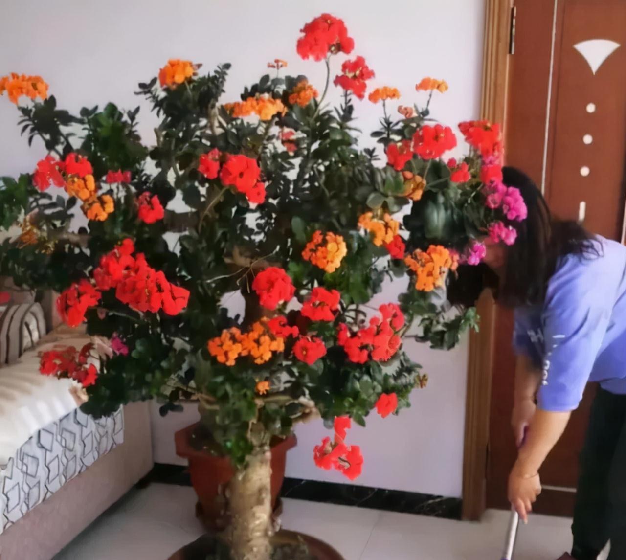 玉树砍一刀,插上长寿花,10天就成活,5个花色轮番开,变大花树