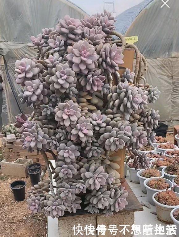 家庭|家庭养多肉，掌握这7点，就没有养不好的多肉植物！