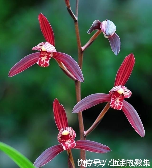 兰花|此花再贵,也要舍得栽两株,花香怡人,花期长久,好养易成活!