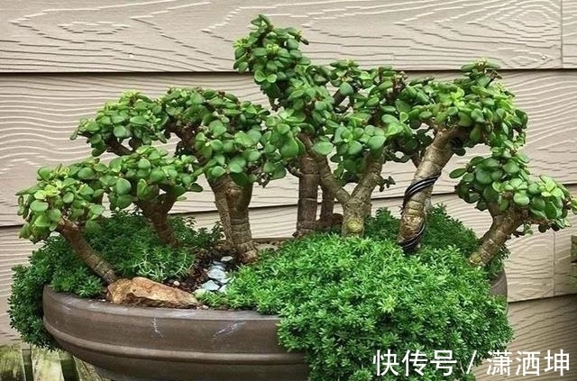 浇水|爱上多肉爱上生活，这7款寓意招财的品种，爱财之人都会养一盆