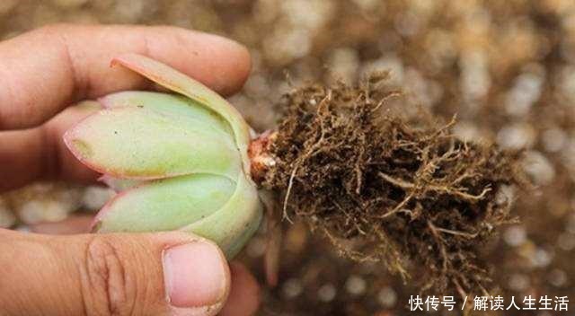 多肉植物换盆别忘了做1件事,服盆快,侧芽多,长势比不做要好!
