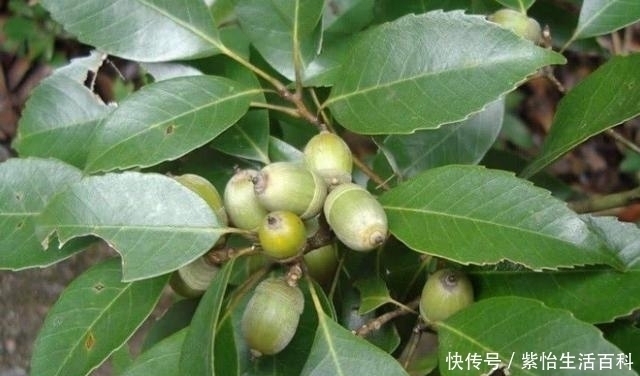 陀螺|人称“气象树”,长得酷似陀螺,做豆腐是一绝,如今无人问津了