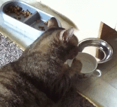 |搞笑动图:猫爪乱舞,别以为我好欺负!