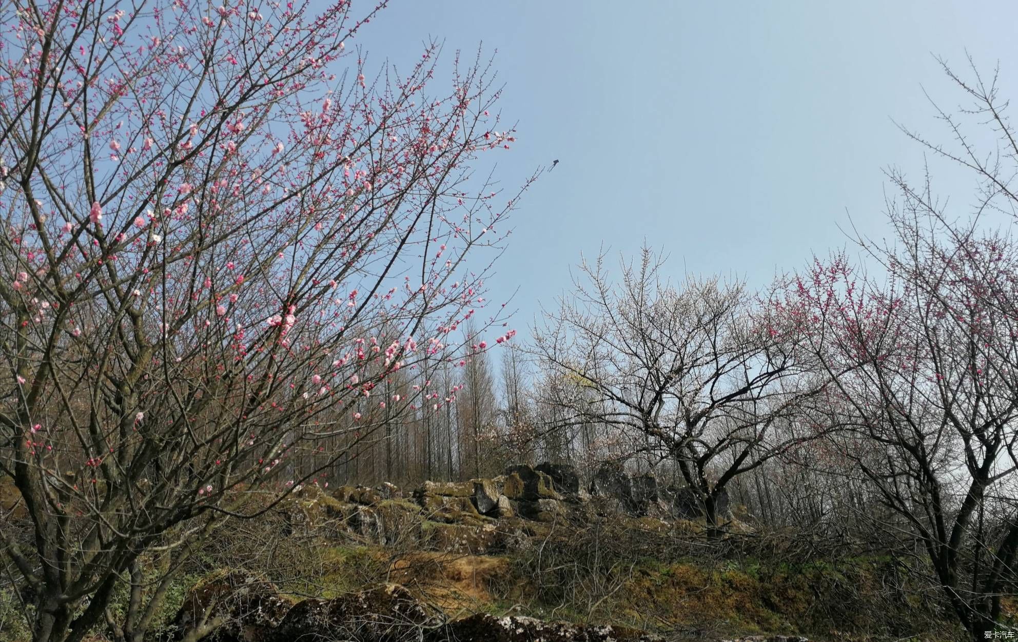 重游大坪山