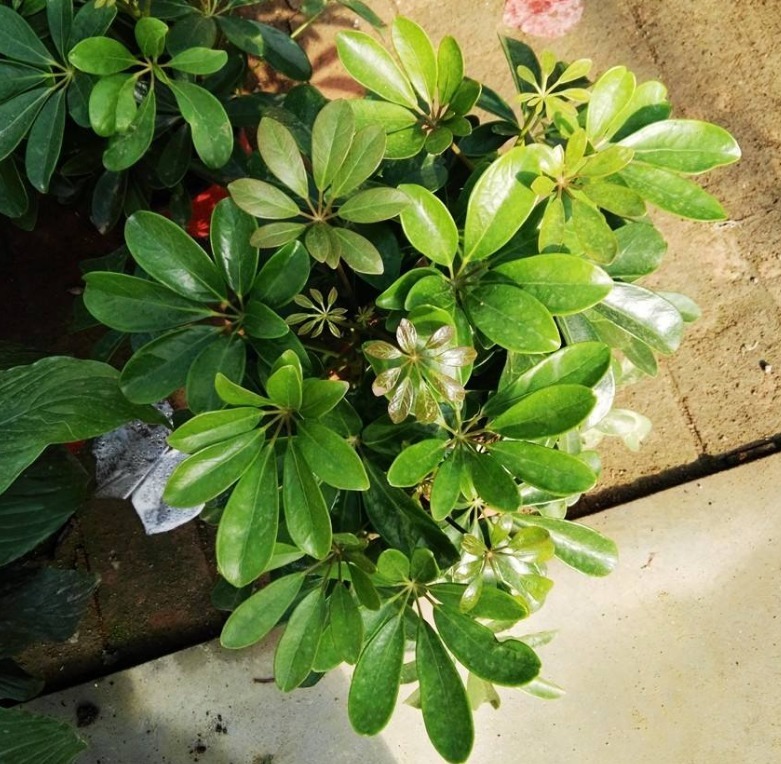 家养鸭掌木，注意这“4点”，长势旺盛，叶片常青，新芽萌发快