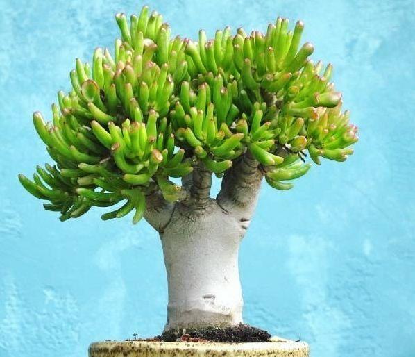 1种“玉树”大家都叫“吸财树”，叶子好看，一到秋天就“上色”