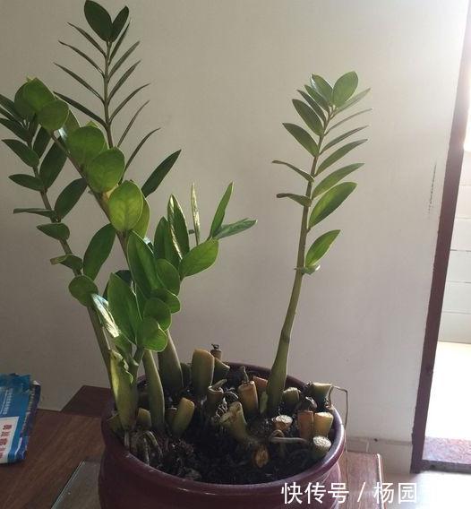 养好金钱树得下狠招,一把剪刀一点酒,枝叶挺直绿油油