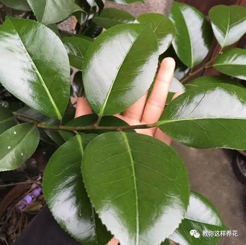 内脏|冬天养花埋点它,开春就疯长,1年不施肥一样绿油油!