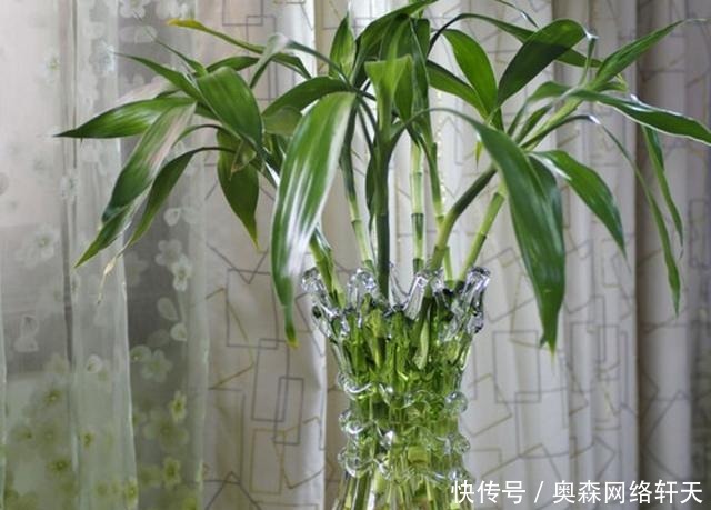富贵竹|这4种“绿植”,穷就更要买,在客厅养一盆,慢慢“白手起家”!