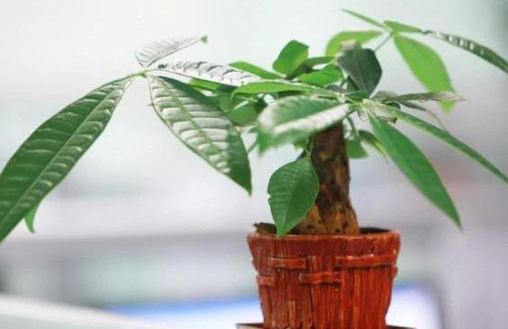 想要养好发财树,学会“浇水”小技巧,根不烂,叶不黄,整年油绿