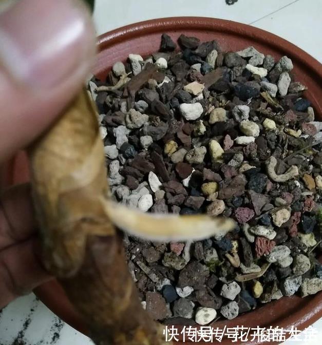 腐叶土|养君子兰用这个小妙招,开花多、新叶多、不夹箭,叶子绿的发光