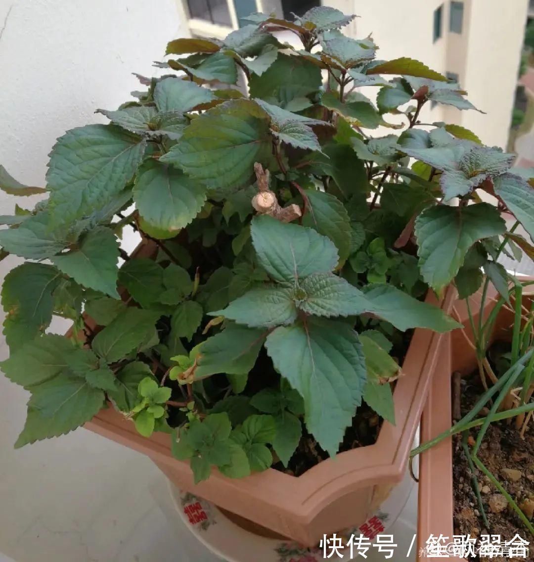 叶片|人养花,花也养人,家里养这10种花,越养越健康