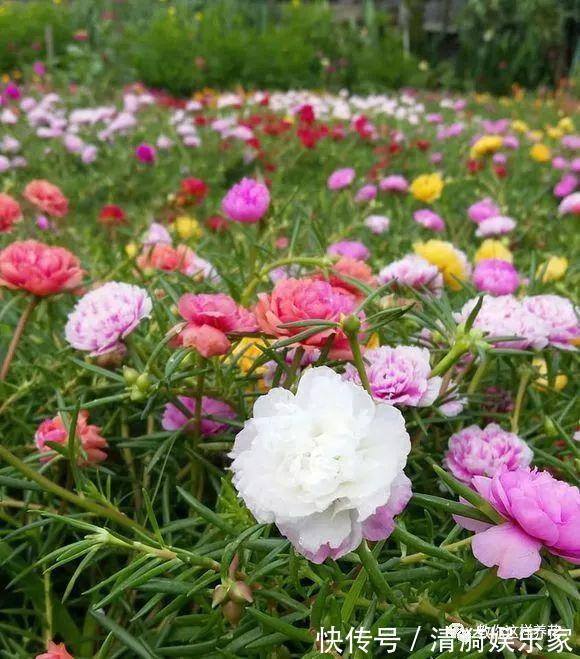 养护|夏天养上3种清凉花,越热越疯狂,看着就清爽!