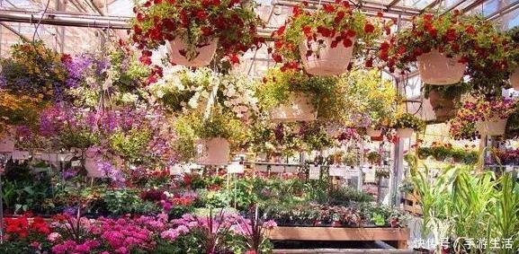 养花需“氮磷钾肥”怎么办别再花钱买了,上厨房找找全都有了!