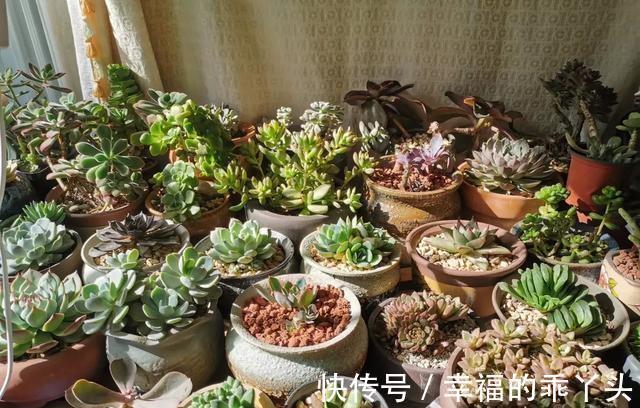 养多肉的花友,在12月份都在做“3件事”,多肉肥美胖成球