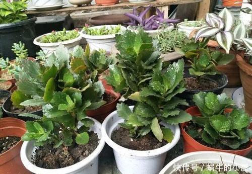 茂盛|家里养这2种花,越修剪越茂盛,枝条用来扦插,生根快!