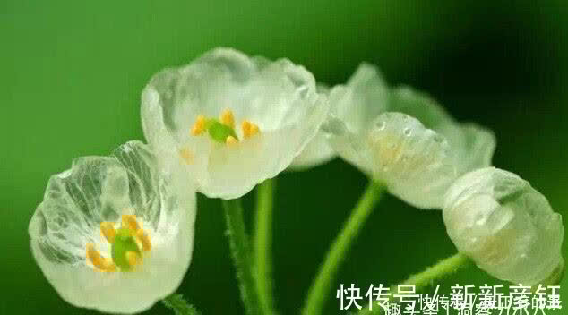 别错过这款“水晶花”，花瓣遇水变透明，单季绽放“可遇不可求”