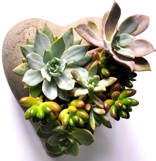 搭配|10块钱买了一堆不知名的多肉，回家这样搭配起来，30天大变样