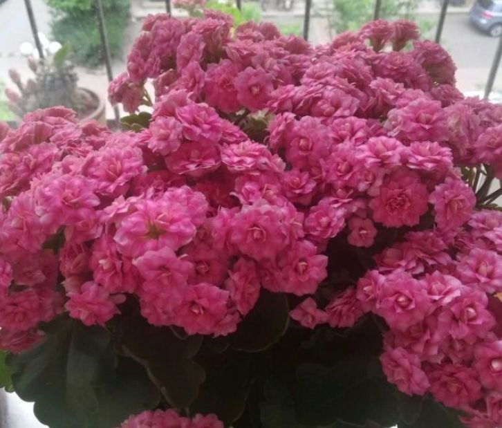 最适合新手养的花,花开硕大,花色鲜艳美丽,花型美观大方