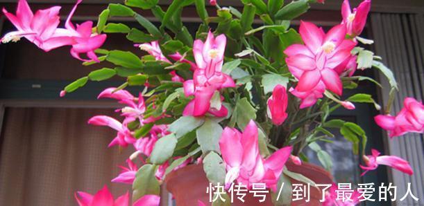 蟹爪兰，仙人掌科附生肉质植物！日常注意4要点，花开爆盆