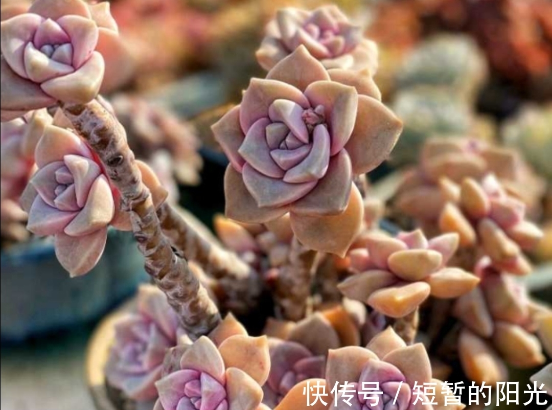 6种普通多肉,好养又漂亮,很容易养成老桩盆景