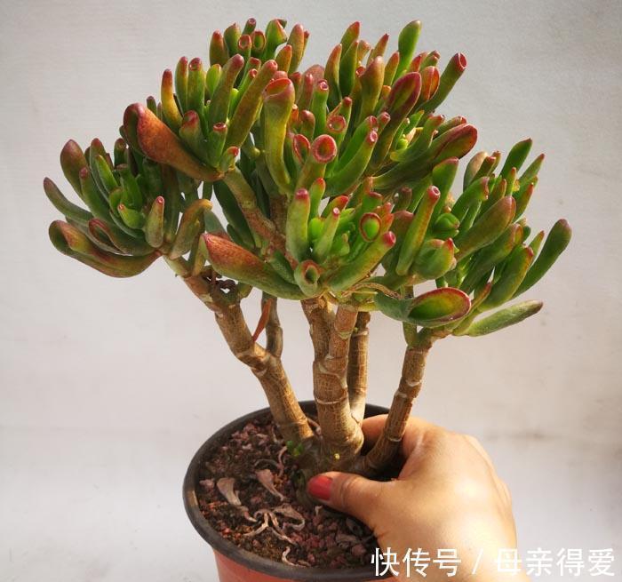 叶片|客厅见树，十家九富，6种富贵树，随便养一盆，子孙一直富