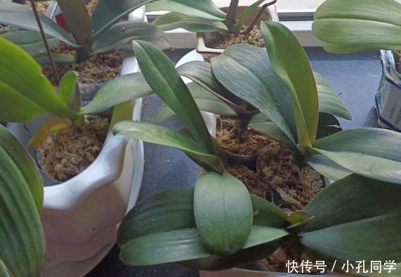 新买的蝴蝶兰小苗怎么养(看花友经验)