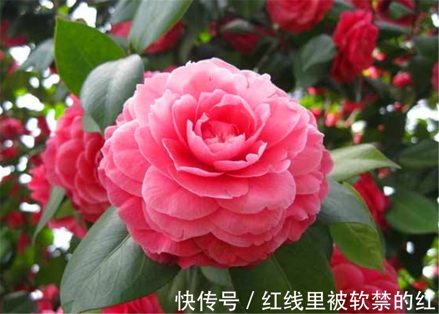 秋天养茶花，紧抓4个要点，花苞长满枝头，冬天轻松开爆盆