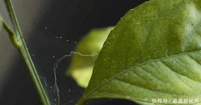 养花时很容易出现的6种病虫害,蚜虫、介壳虫和红蜘蛛都要可清除