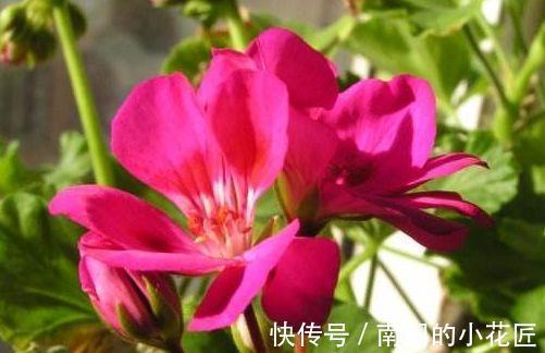 白卧龙|农历8月3号起，最适合养这些花，开花幽香暗淡，高颜值易成活