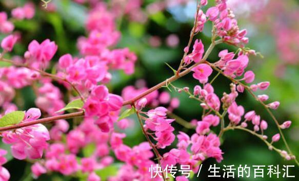 珊瑚藤珊瑚藤|8月20日-9月4日,庭院选这几款花,阳台开出花海,满屋子飘香
