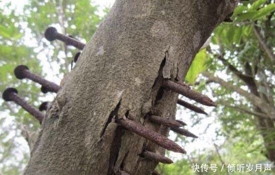 世上这些“奇香异味”的名贵木种，您能认出几个？