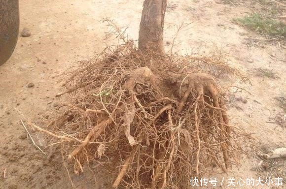 桂花掉叶子,问题出在根上,现在是最佳“挽救”时间,别错过!