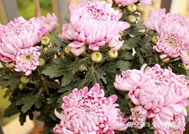 菊花四季开,花期300天怎么做到的老花匠说4招搞定!