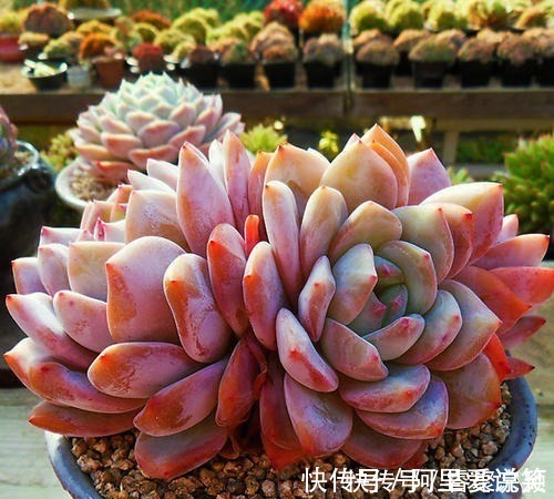 光照|不容错过的8款粉色系多肉,颜值高好养护,仙气十足,适合新手!